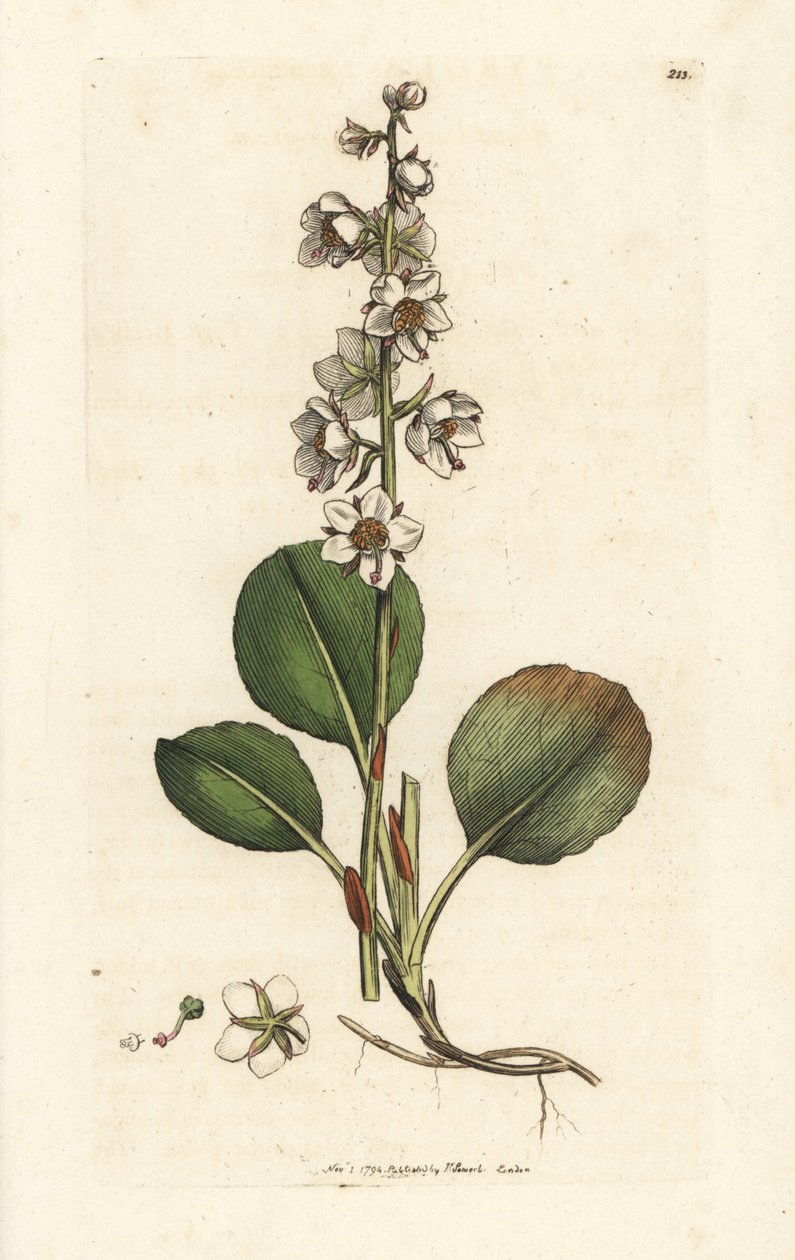 Yuvarlak yapraklı kış yeşili, Pyrola rotundifolia. James Smith