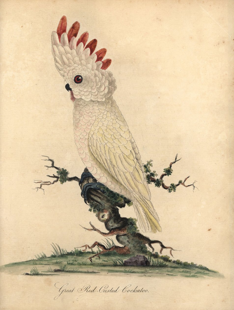 Somon tepeli veya Moluccan kakadu, Cacatua moluccensis. (Büyük kırmızı tepeli kakadu) Savunmasız. Osterly Park Hayvanat Bahçesi