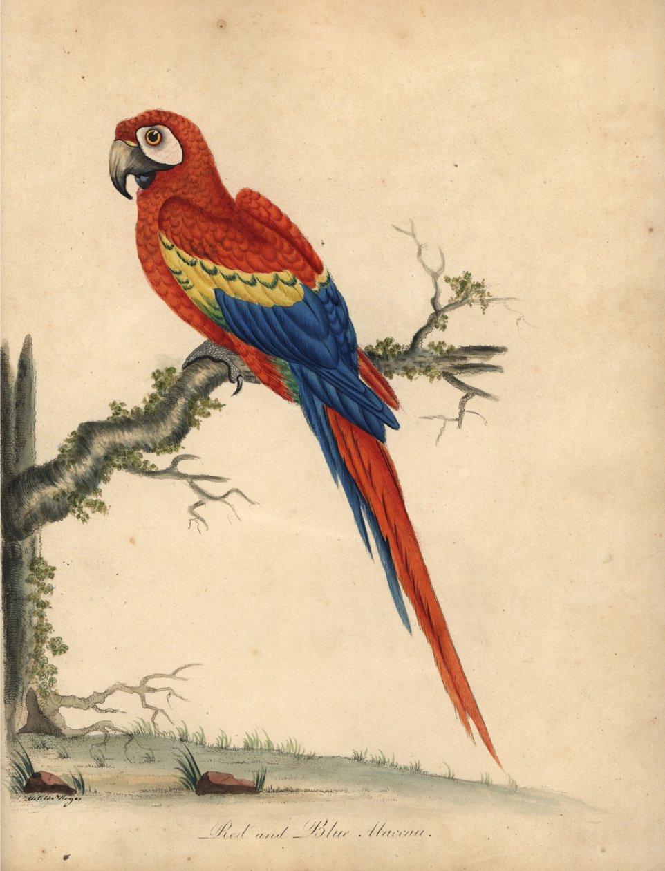 Kızıl Amerika papağanı, Ara macao. (Kırmızı ve mavi maccaw, Psittacus macao) William Hayes ve kızı Matilda