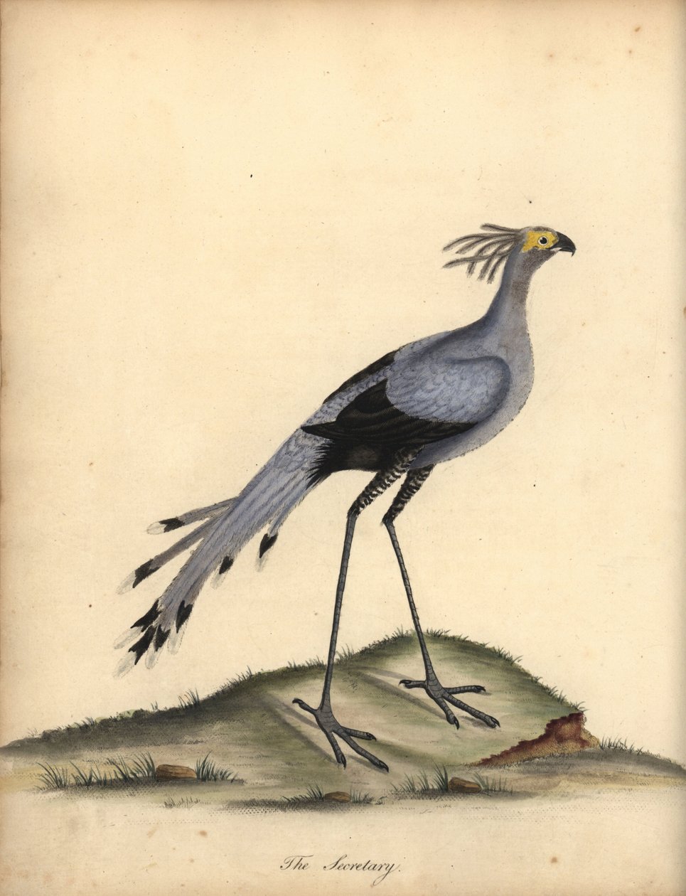 Sekreter kuşu, Yay serpentarius. Hassas. (Falco serpentarius) William Hayes