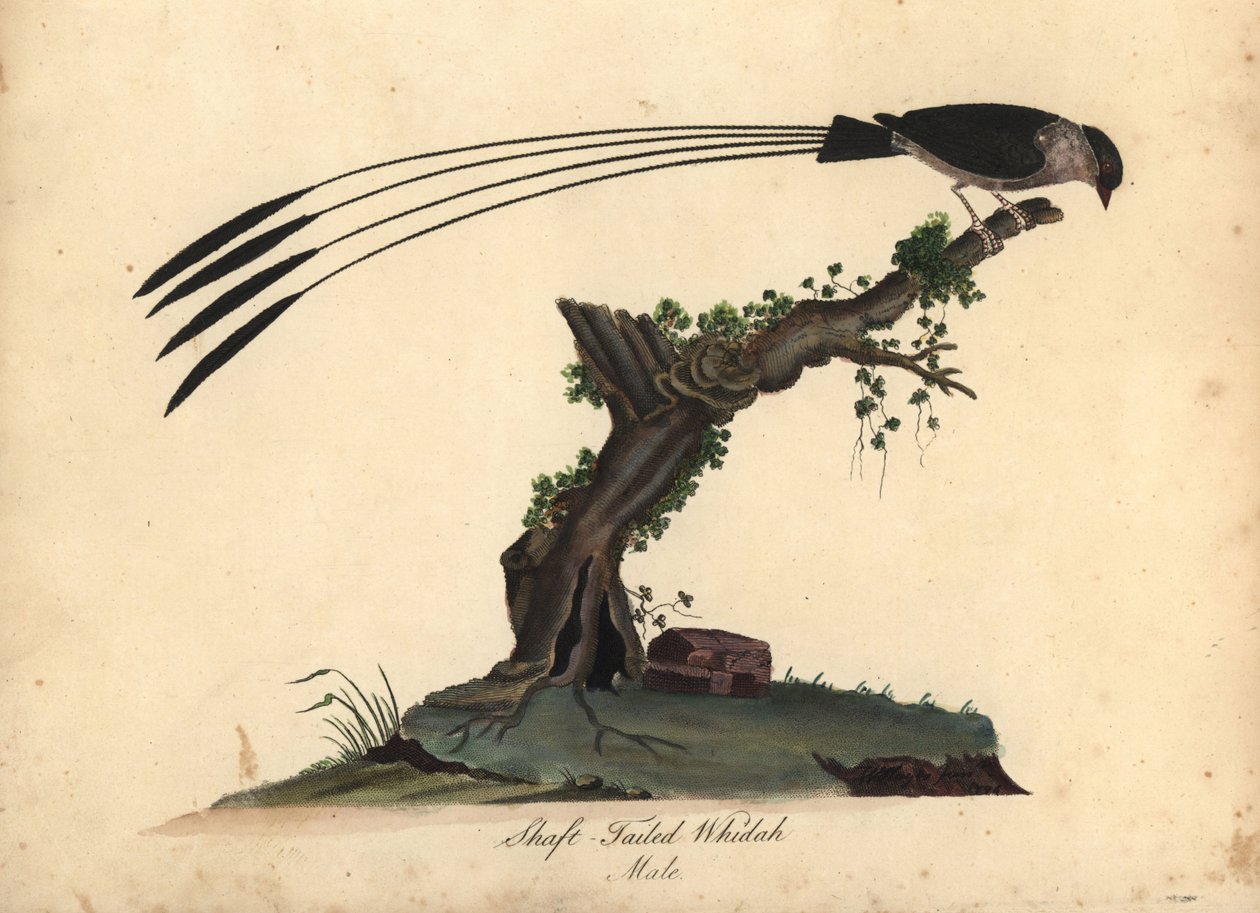 Şaft kuyruklu Whydah, Vidua regia. (Shaft-tailed whidah, Emberiza regia) William Hayes ve kızı M (Matilda) tarafından Londra, Osterly Park Hayvanat Bahçesi