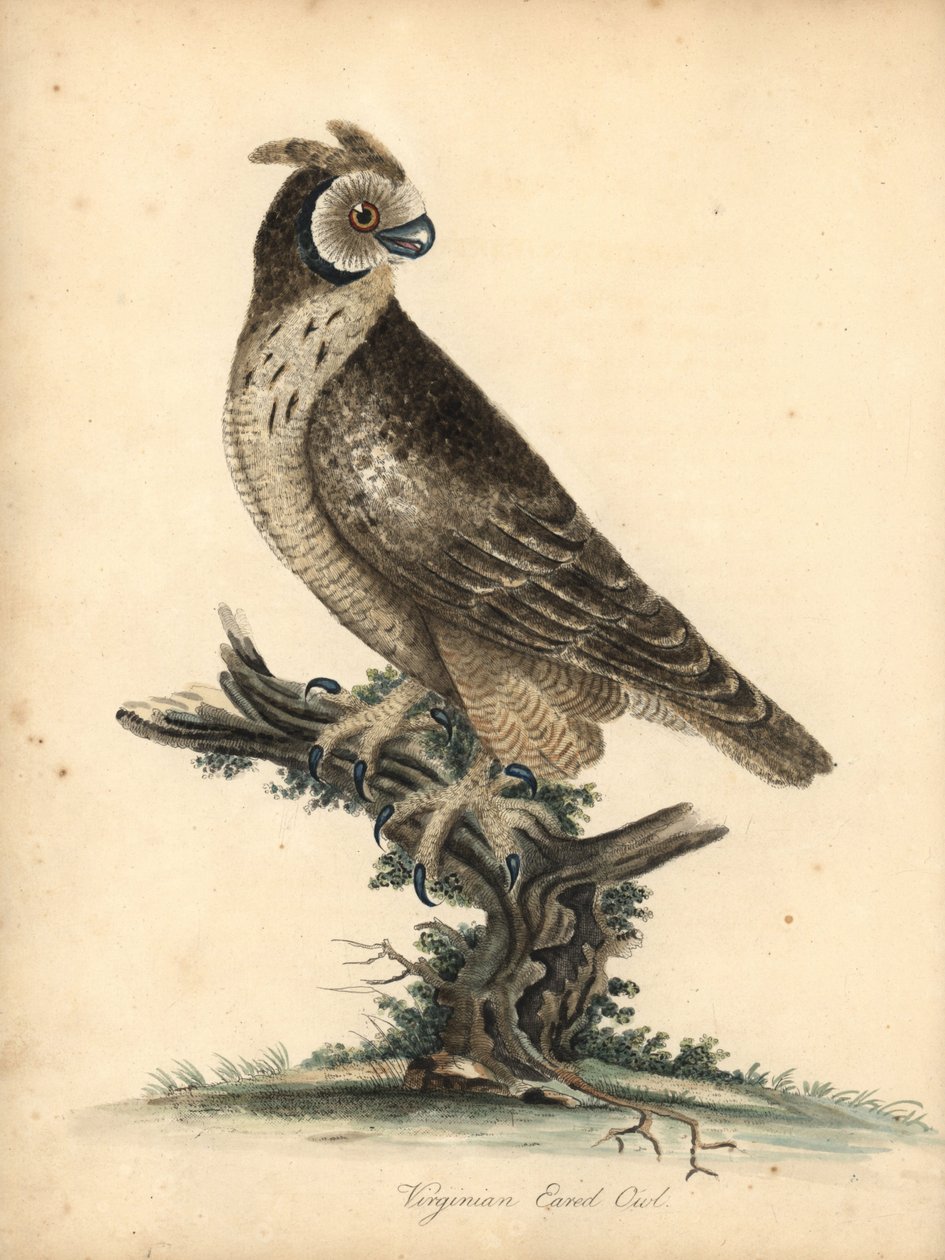 Kısa kulaklı baykuş, Asio flammeus. (Bakire kulaklı baykuş) William Hayes ve kızı M (Matilda) tarafından Osterly Park Hayvanat Bahçesi