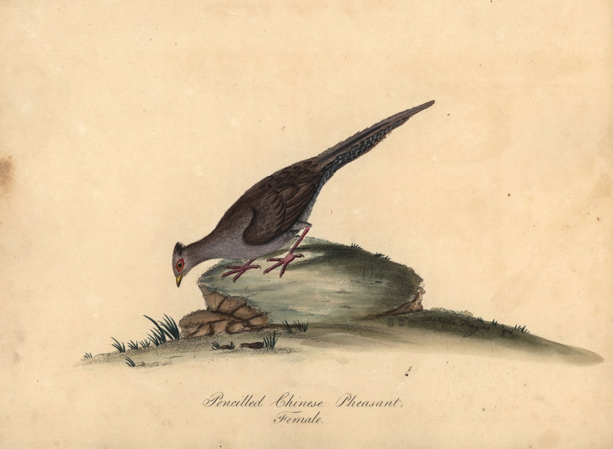 Gümüş sülün, Lophura nycthemera, dişi. (Kurşun kalemle çizilmiş Çin sülün, Phasianus nycthemerus) William Hayes