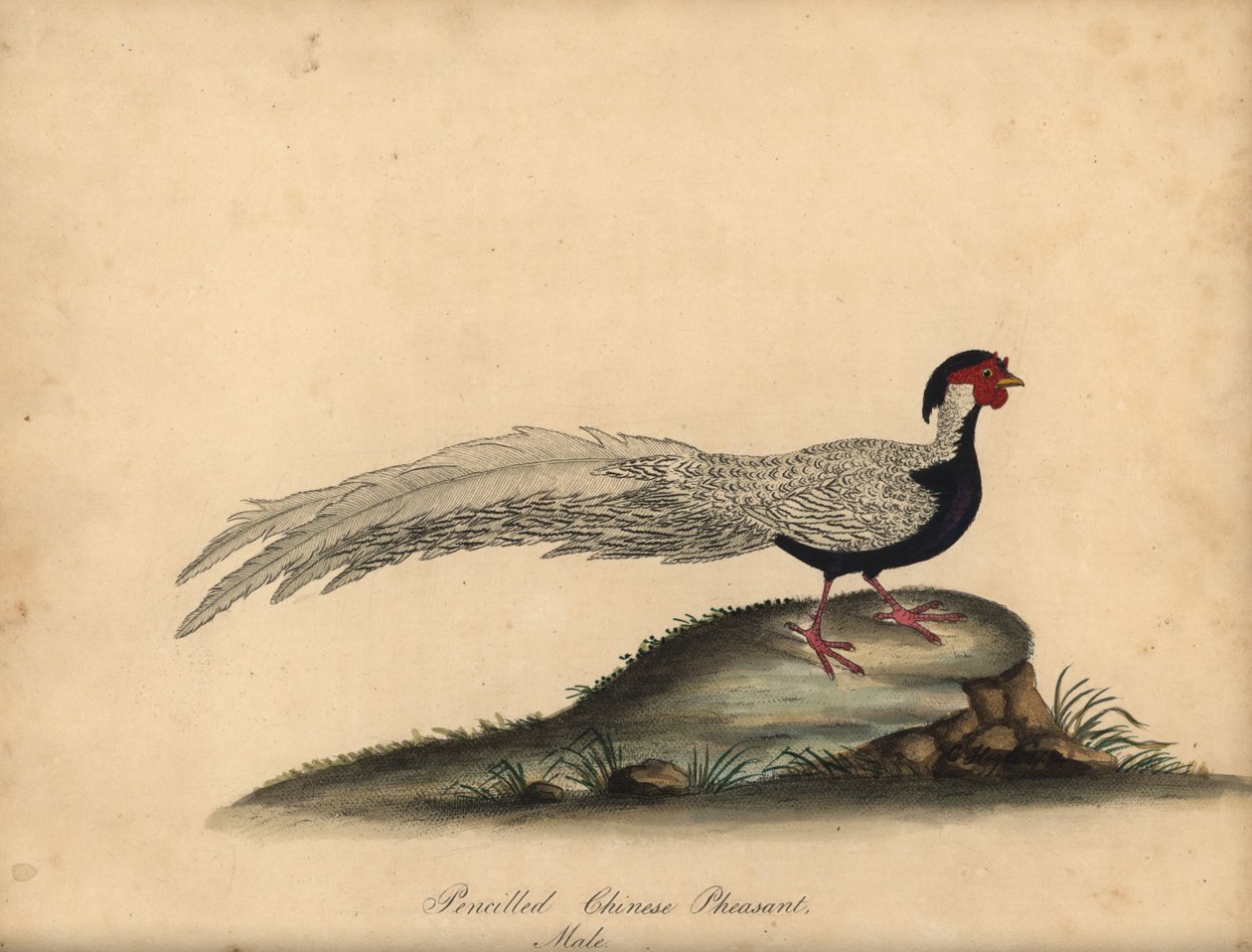 Gümüş sülün, Lophura nycthemera, erkek. (Kalemle çizilmiş Çin sülün, Phasianus nycthemerus) William Hayes
