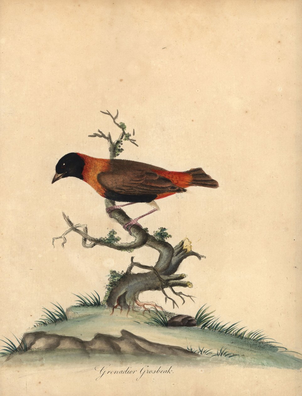 Güneyli kırmızı piskopos, Euplectes orix. (Grenadier grosbeak, Loxia orix) William Hayes tarafından Osterly Park Hayvanat Bahçesi