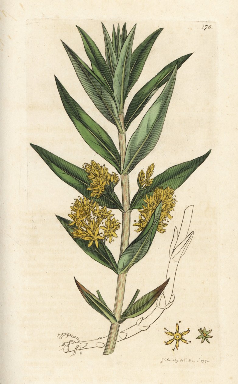 Püsküllü gevşek, Lysimachia thyrsiflora. James Smith