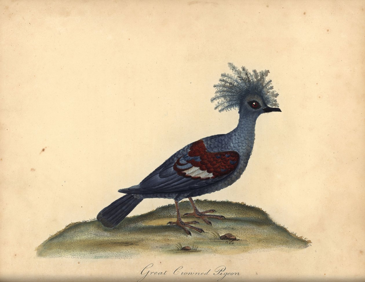 Batı taçlı güvercini, Goura cristata. (Büyük taçlı Hint güvercini, Columba coronata). Hassas. William Hayes