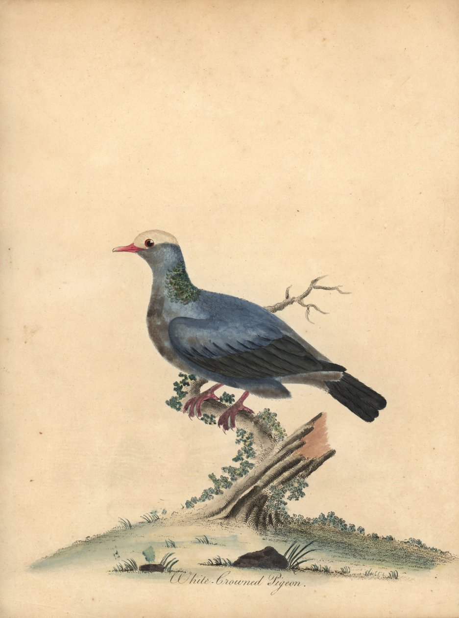 Beyaz taçlı güvercin, Patagioenas leucocephala. Yakın tehdit. (Columba leucocephala) William Hayes