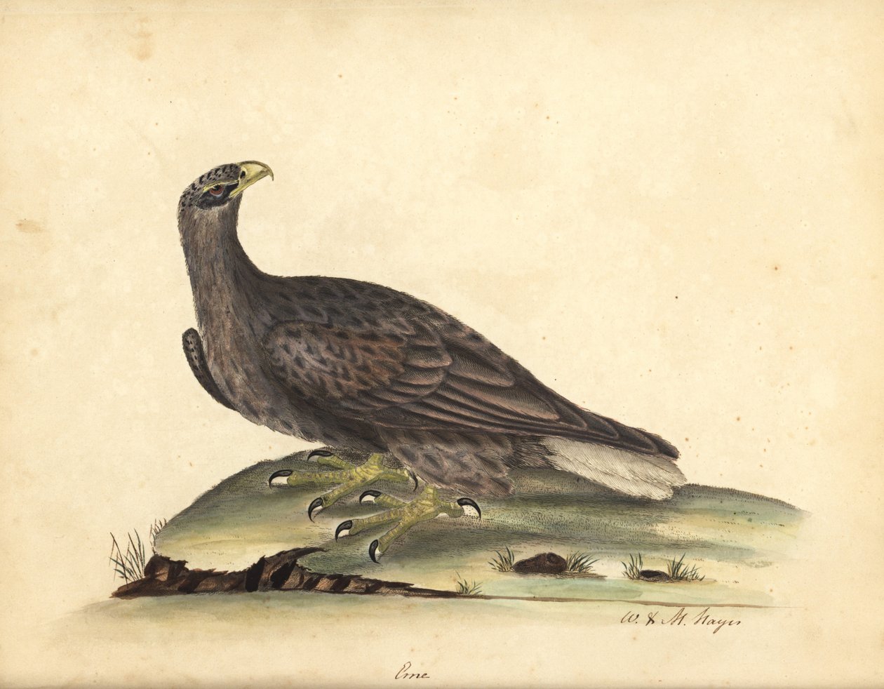 Ak kuyruklu deniz kartalı, Haliaeetus albicilla (Erne, Aquila albicilla). William Hayes ve kızı M (Matilda) tarafından Osterly Park Hayvanat Bahçesi