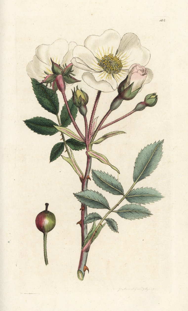 Beyaz köpek gülü, Rosa arvensis. James Smith