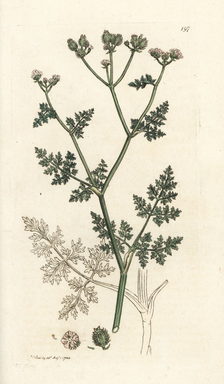 Beyaz dantel çiçeği, Orlaya grandiflora (Küçük caucalis veya basard maydanoz, Caucalis daucoides). James Smith