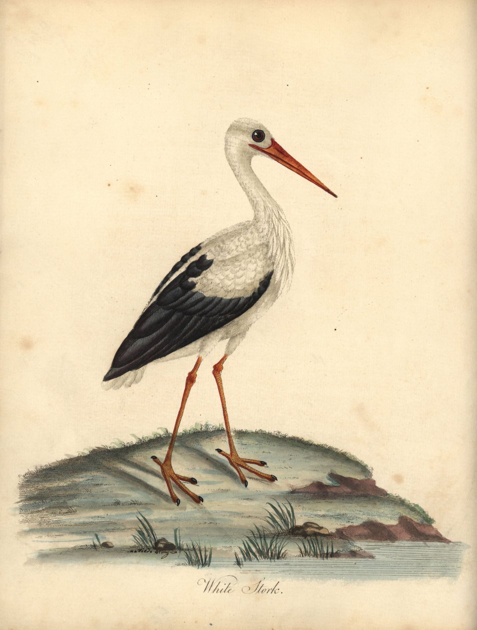 Beyaz leylek, Ciconia ciconia. (Ardea ciconia) William Hayes