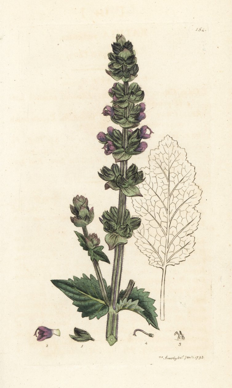Vahşi İngiliz misk, Salvia verbenaca. James Smith