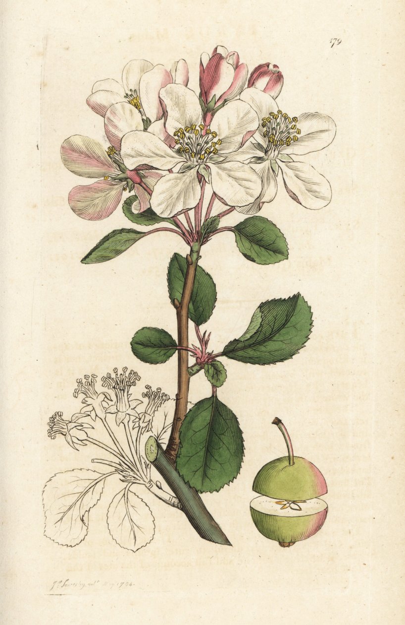 Yabani elma veya yengeç ağacı, Malus domestica (Pyrus malus). James Smith