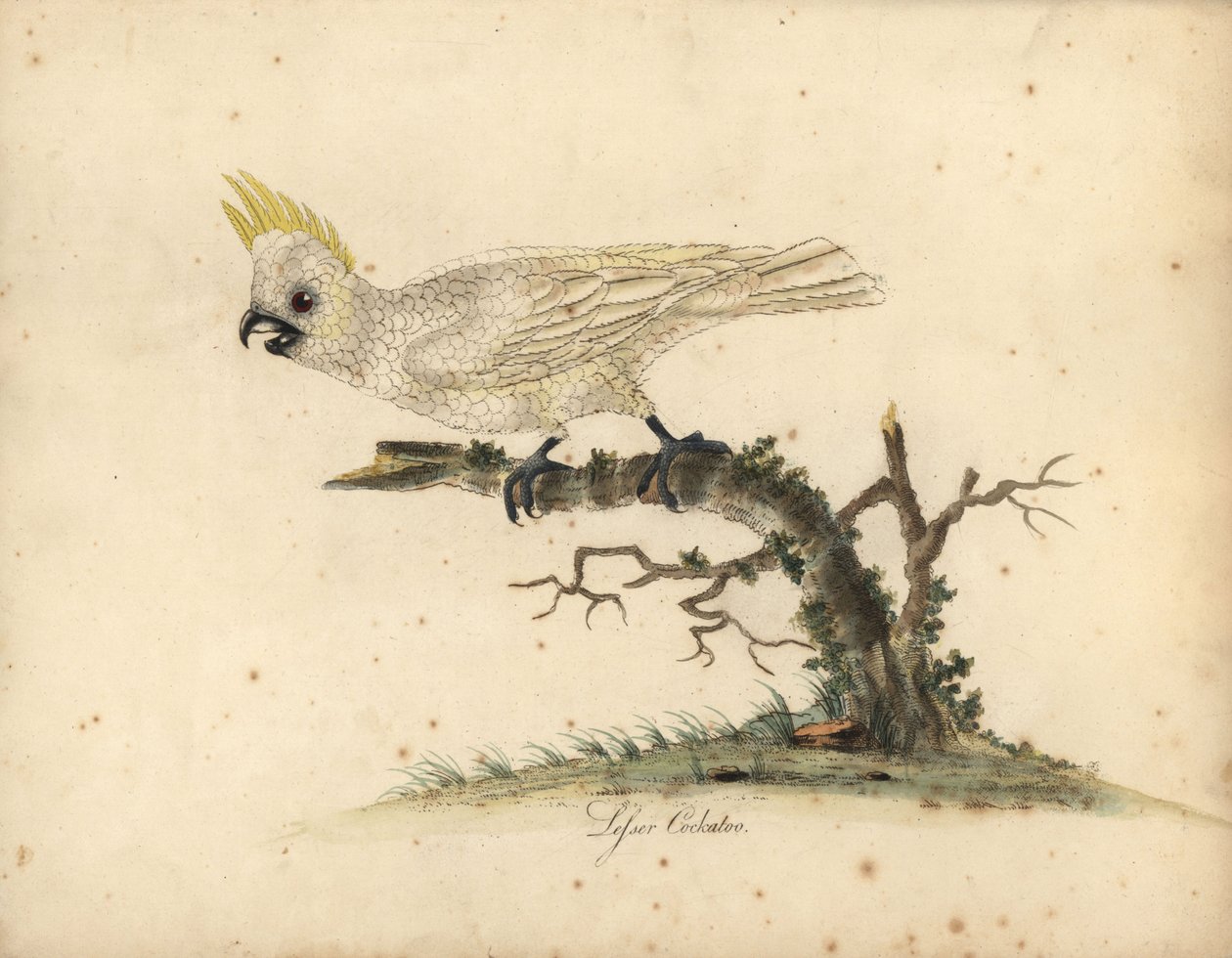Sarı tepeli kakadu, Cacatua sulphurea Kritik tehlikede. (Küçük beyaz kakadu) William Hayes
