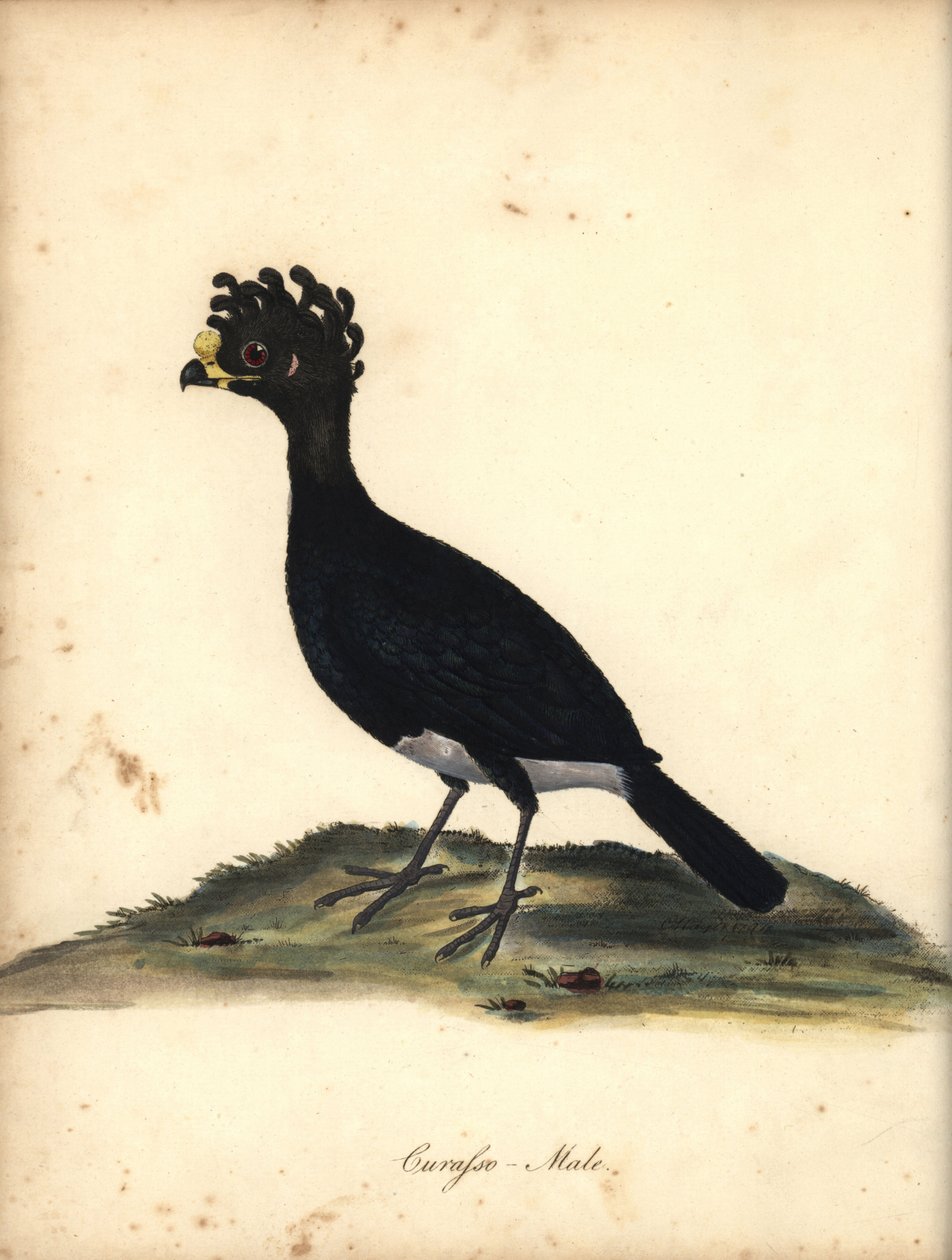 Sarı topuzlu curassow, Crax daubentoni, erkek. (Curasso, Crax globicera) Yakın tehdit. William Hayes