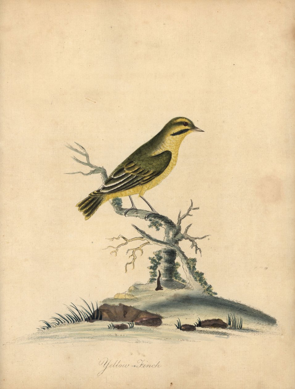 Sarı ispinoz, Fringilla butyracea. Yok olmuş? William Hayes