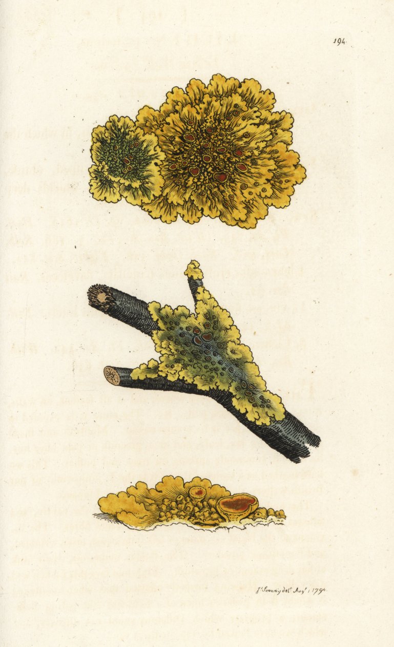 Sarı duvar liken, Liken parietinus. James Smith