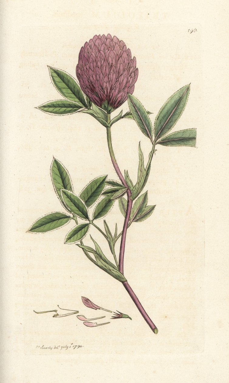 Zigzag yonca veya yonca, Trifolium orta. James Smith