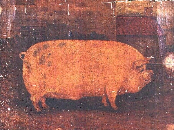 Ödül Domuz Jumbo II by William Henderson