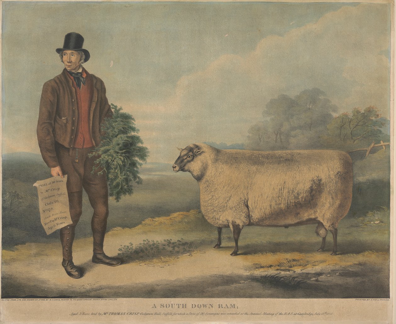 Bir Güney Aşağı Koç; 3 Yaşında, Bay Thomas Crisp, Gedgrave Hall, Suffolk tarafından yetiştirildi ve kendisi için 15 Temmuz 1840'ta Cambridge'deki RAS Yıllık Toplantısında 30 Severeigns Ödülü verildi. by William Henry Davis