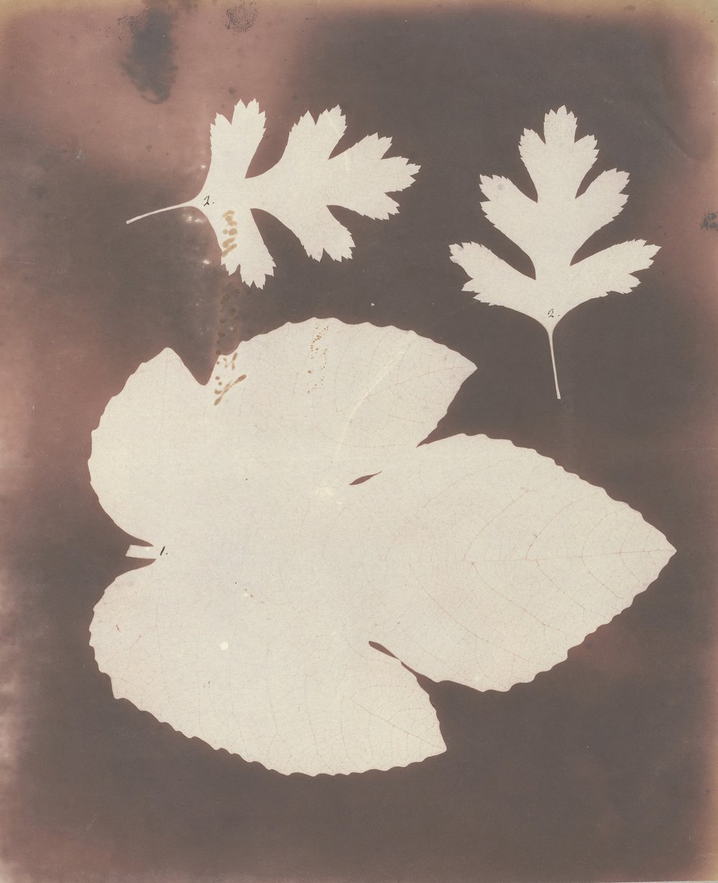 1. İncir Yaprağı. 2. Beyaz Diken Yaprağı, 1839. by William Henry Fox Talbot