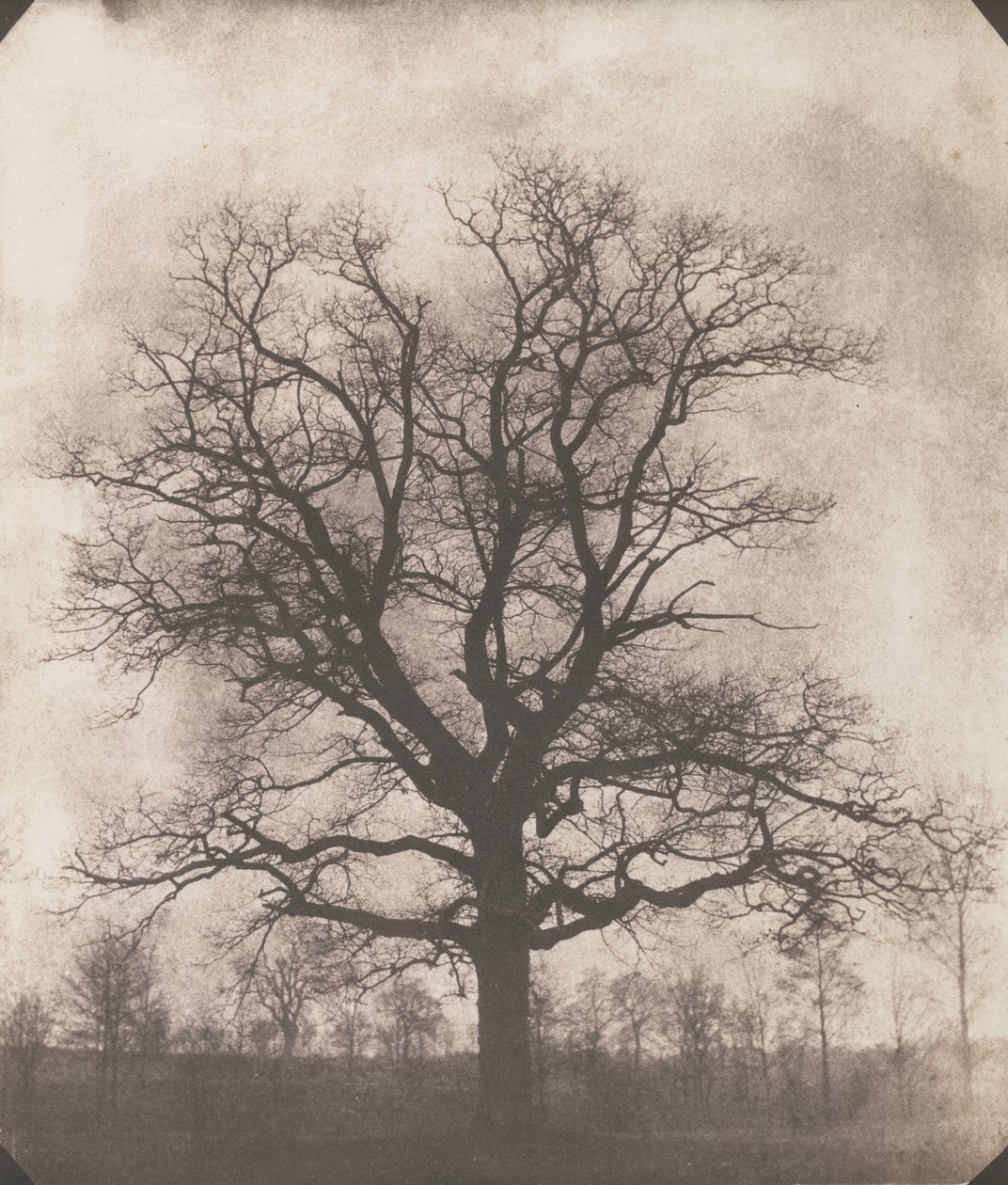 Kışın bir meşe ağacı, c.1892-93 (kalotip negatif) by William Henry Fox Talbot