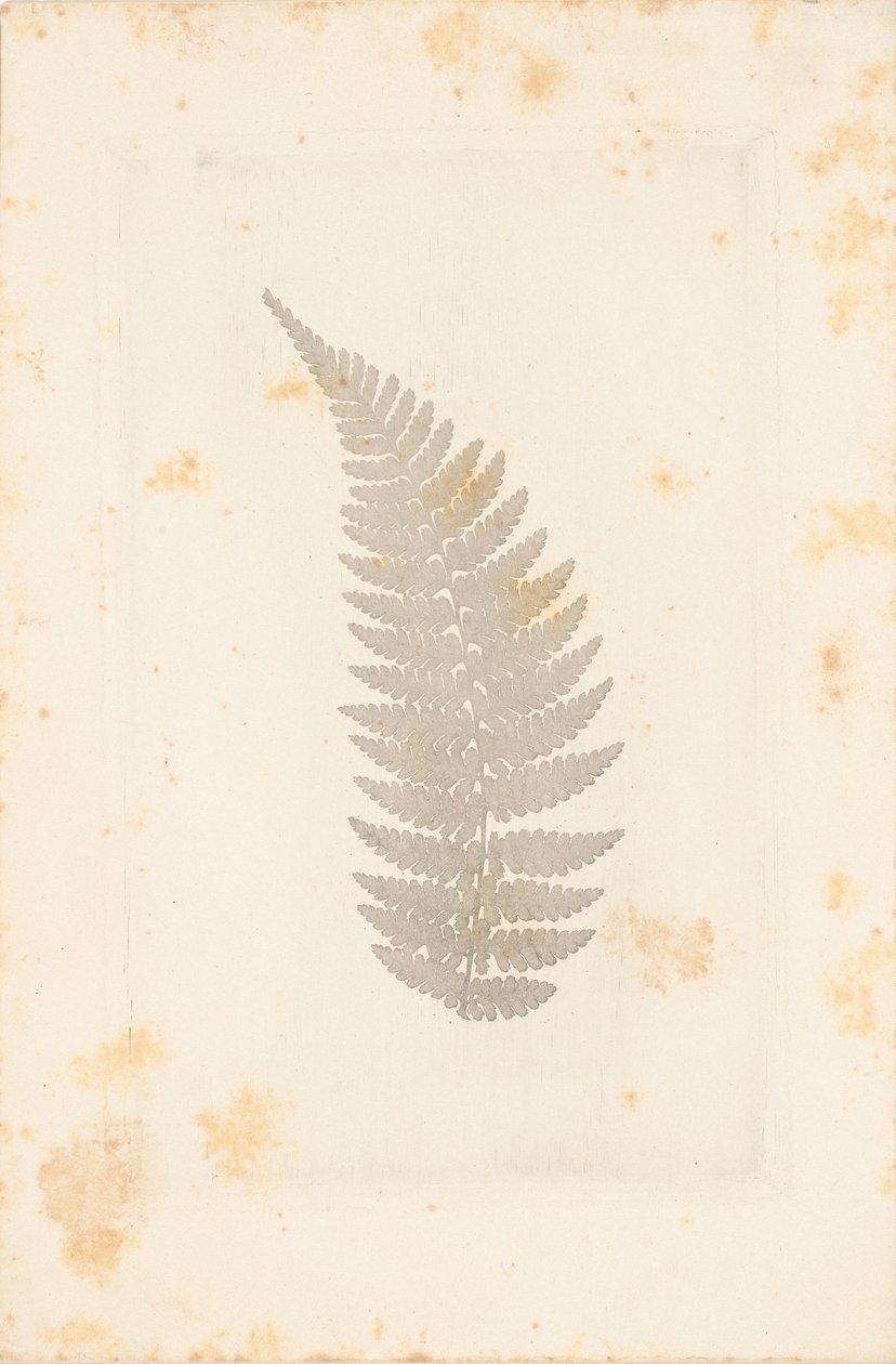  by William Henry Fox Talbot