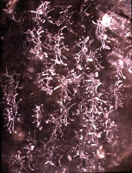 Hanımeli, Haziran 1840 (sepya fotoğrafı) by William Henry Fox Talbot
