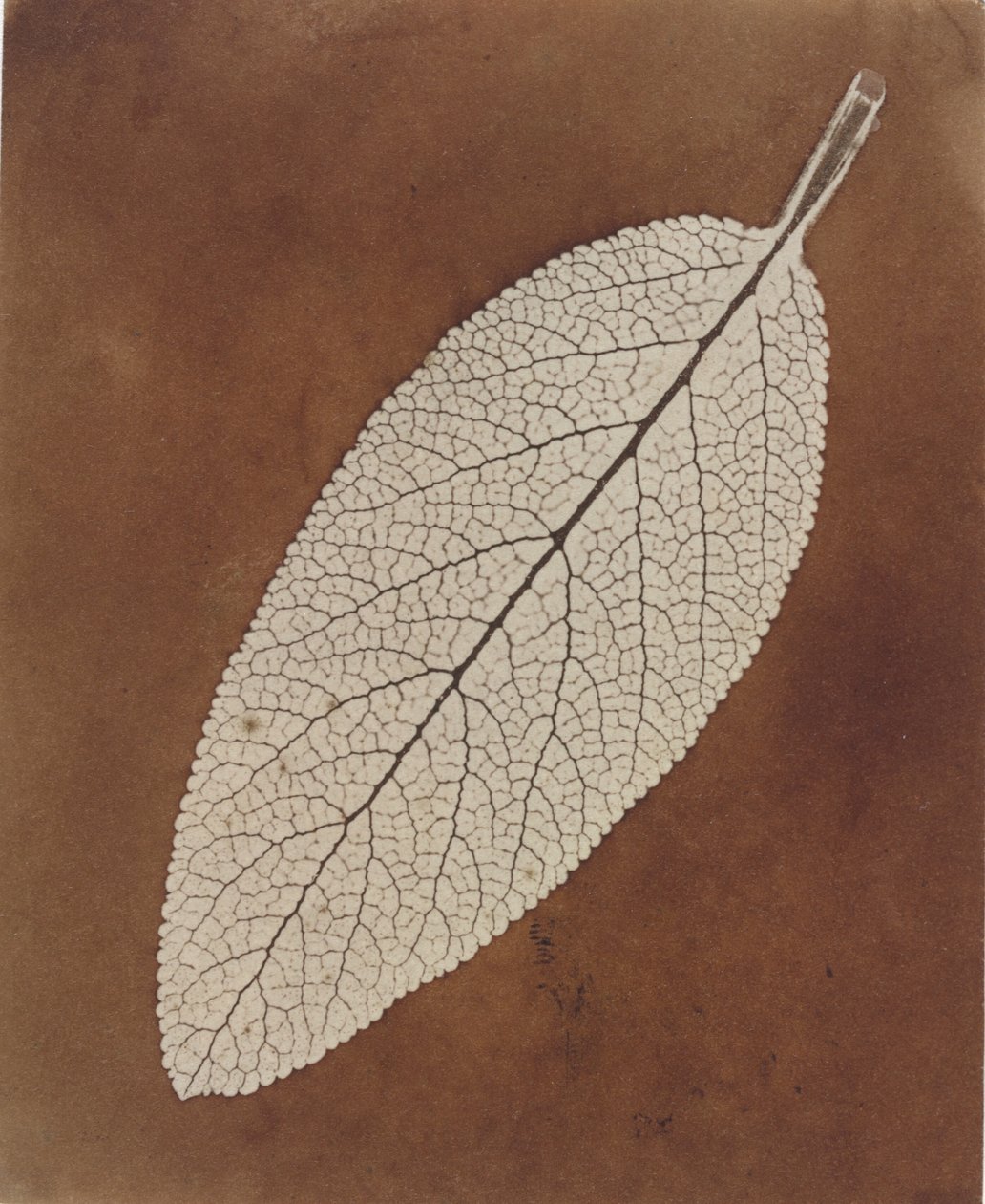Yaprak Çalışması by William Henry Fox Talbot
