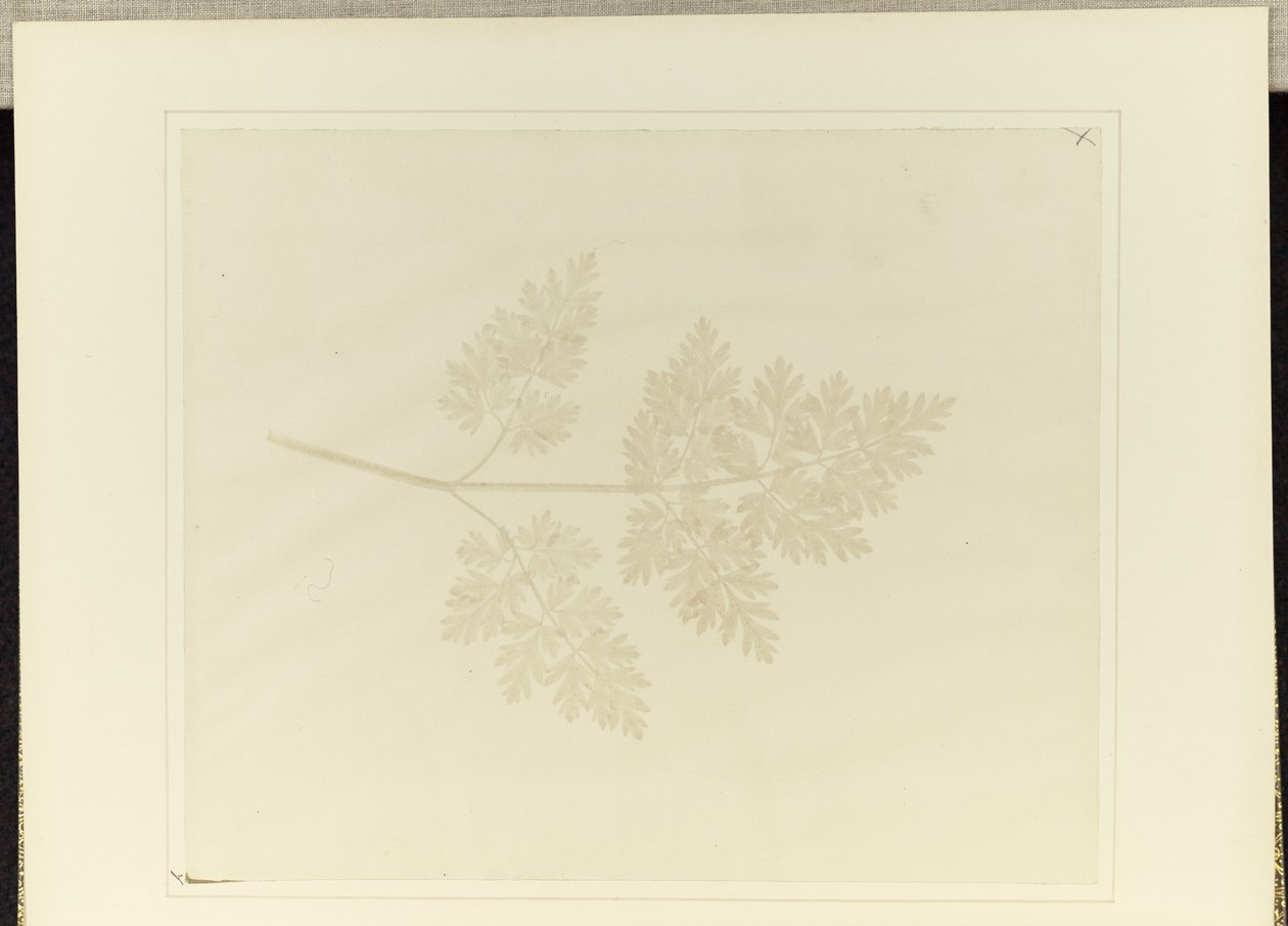  by William Henry Fox Talbot