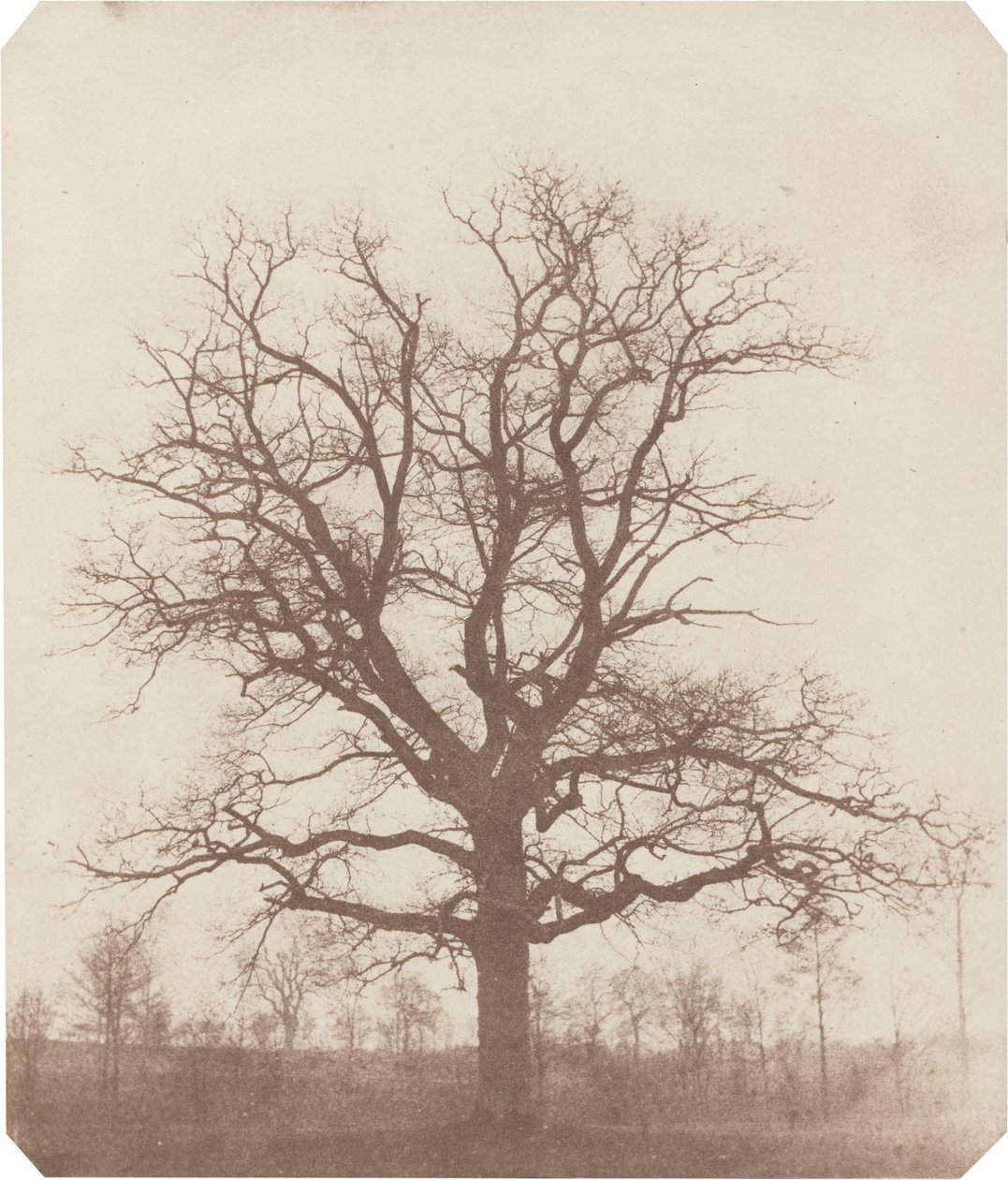 Meşe ağacı by William Henry Fox Talbot