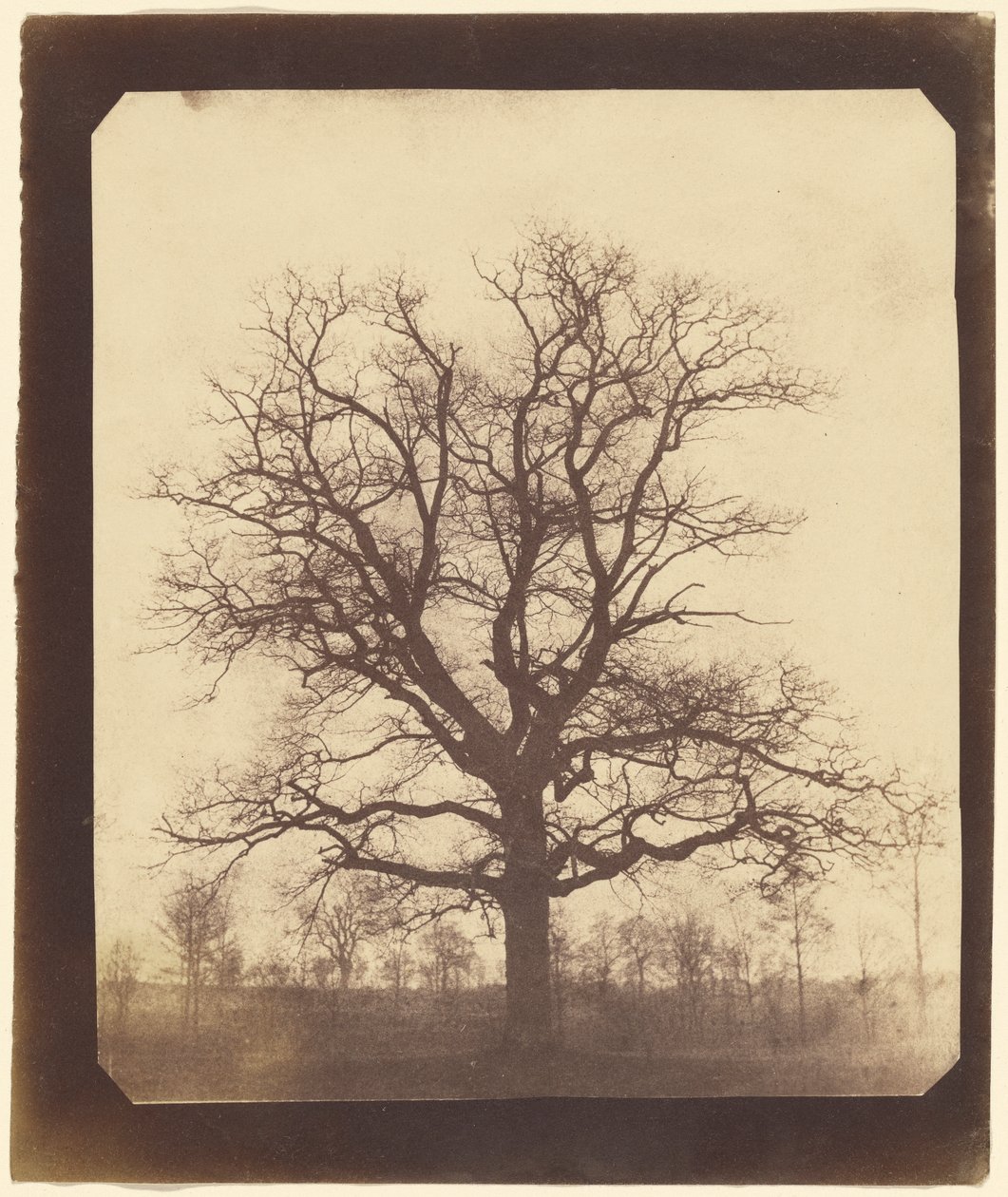 Kışın Meşe Ağacı by William Henry Fox Talbot