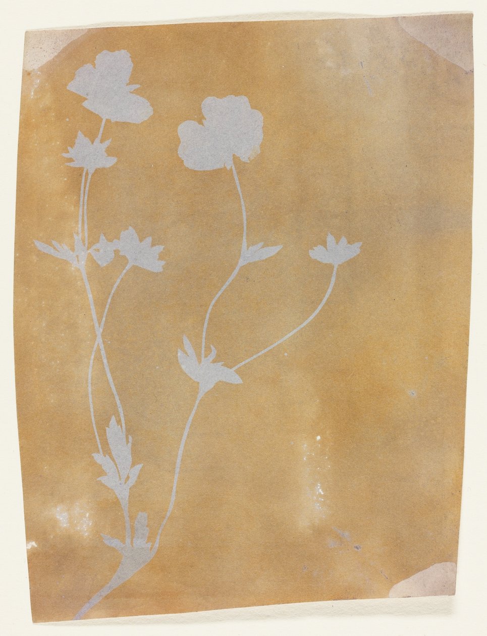  by William Henry Fox Talbot