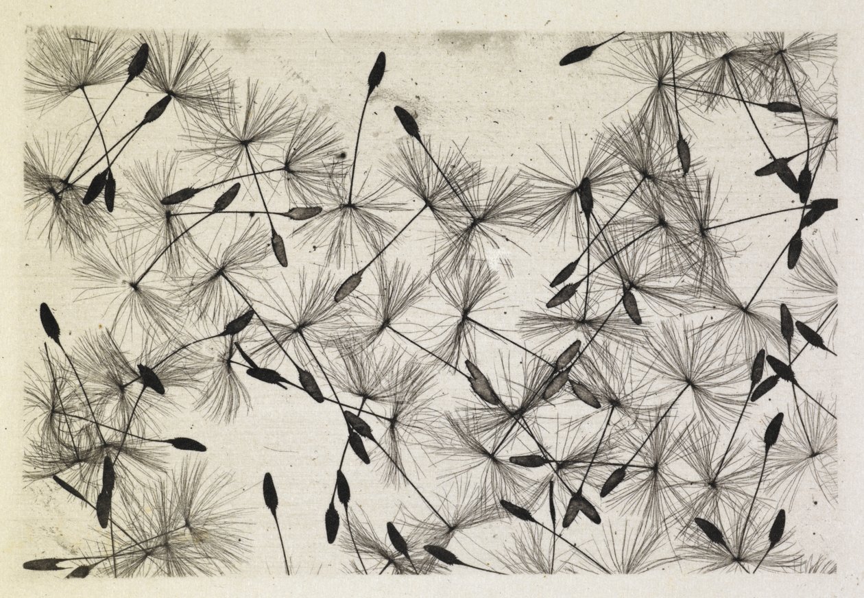 Talbot fotoğraf 24 1730 by William Henry Fox Talbot