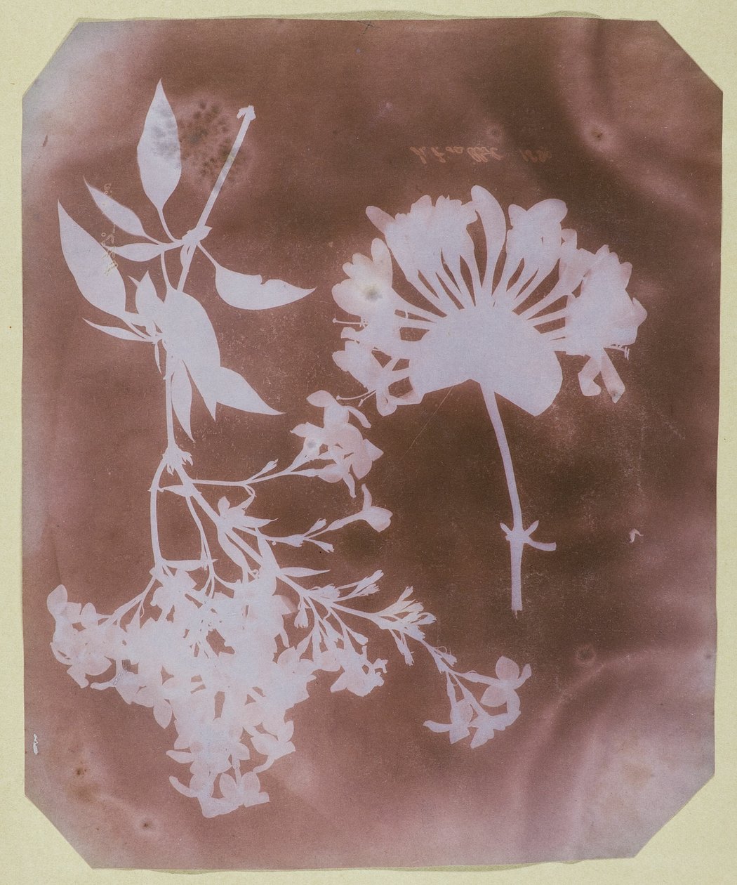 İki Bitki Örneği by William Henry Fox Talbot