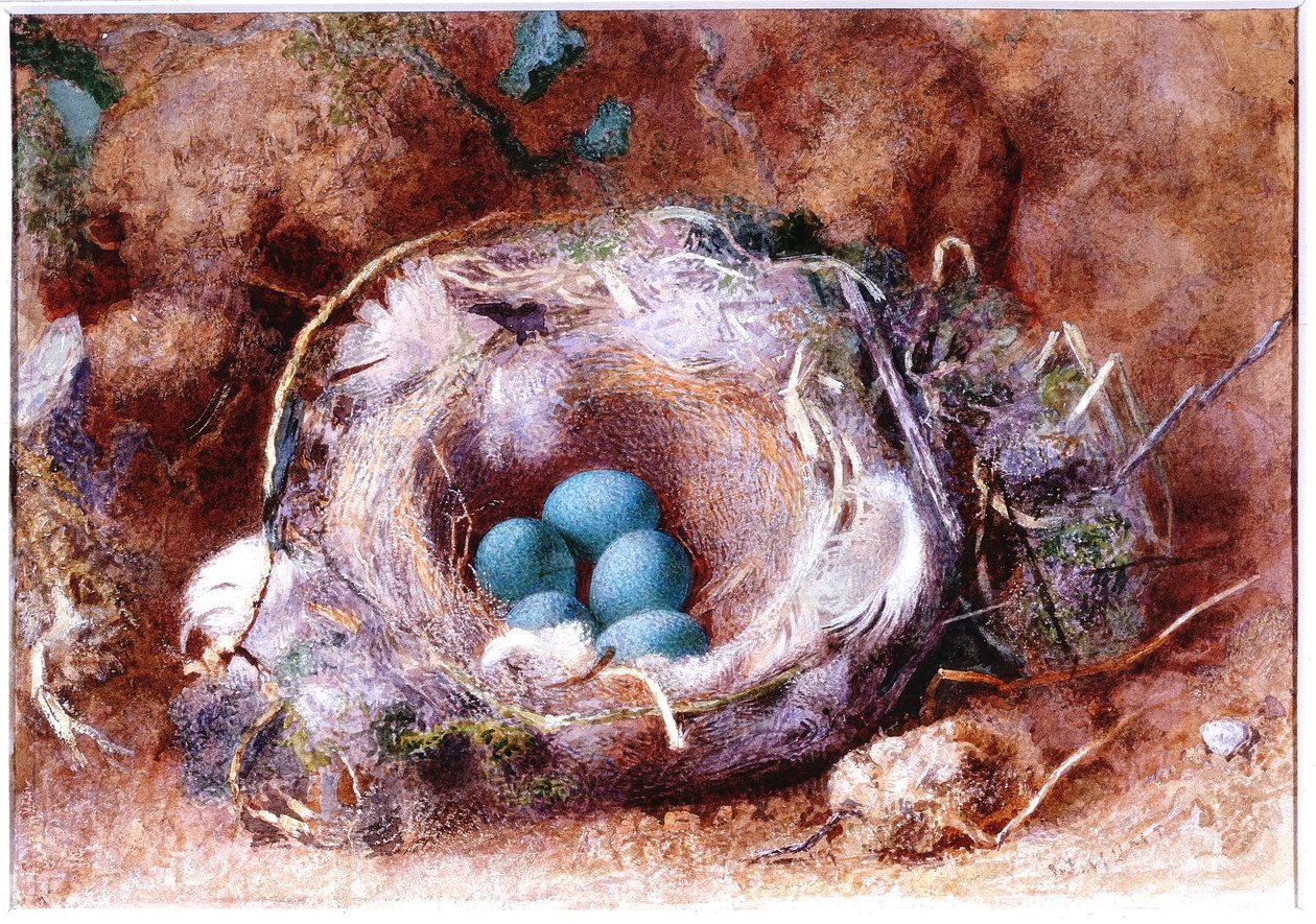 Kuş Yuvası (kağıt üzerinde bc ve wc) by William Henry Hunt