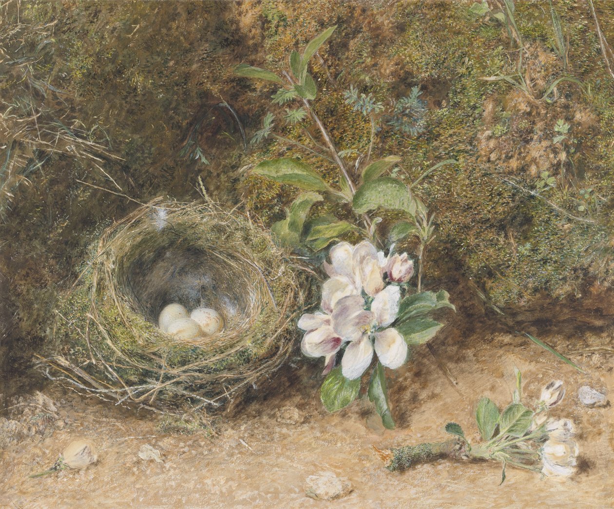 Elma Çiçeği Spreyleri ile Kuş Yuvası, c.1845-50 (gövde rengi ve kağıt üzerine tebeşir ve sakız ile klozet) by William Henry Hunt