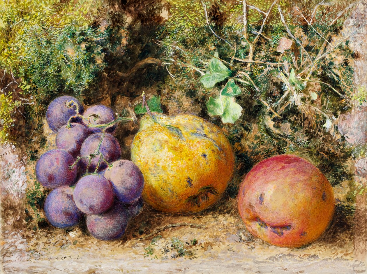 Kara Üzüm, Ayva ve Newtown Pippin, 1861 (kart üzerinde wc) by William Henry Hunt