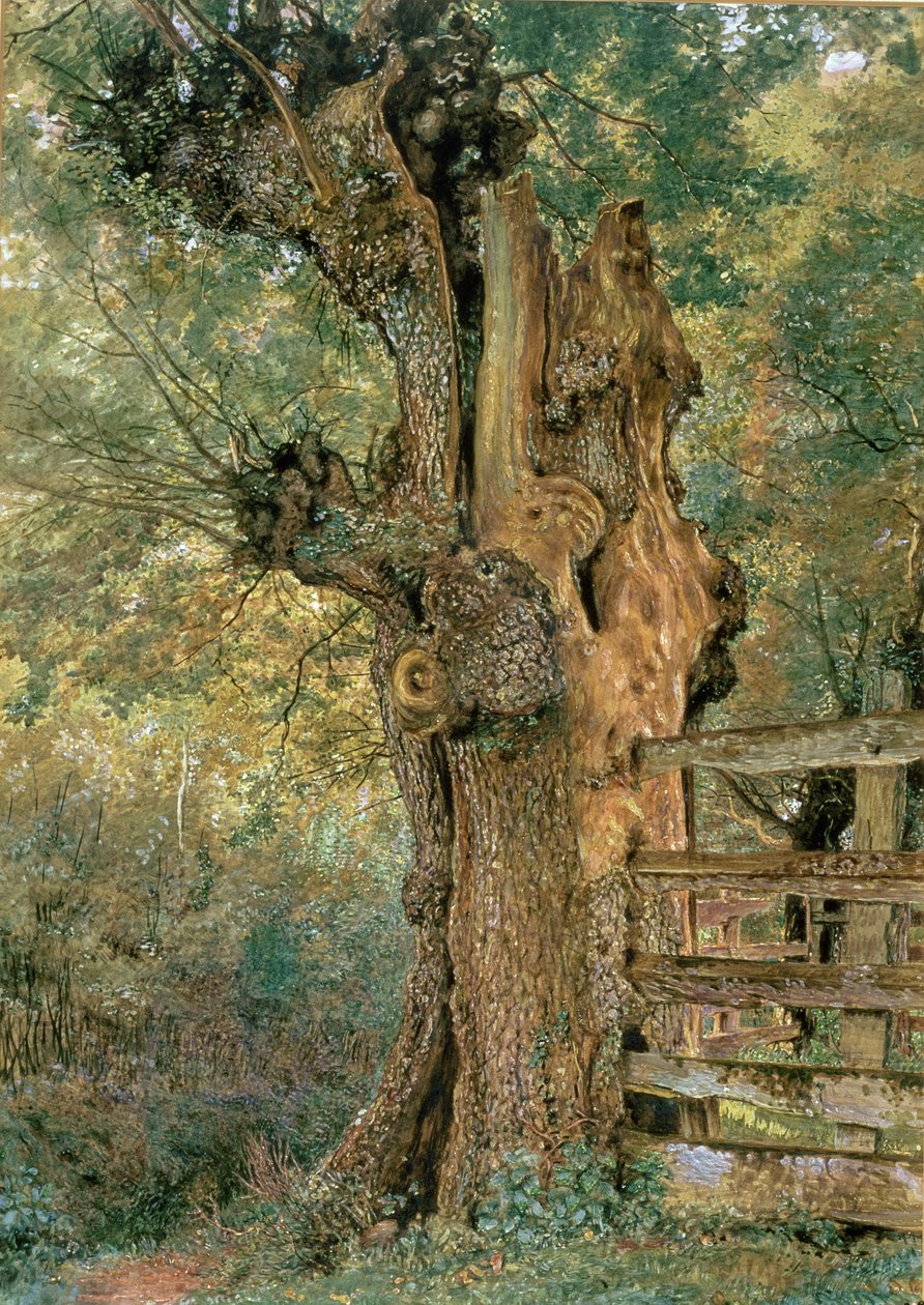Köy poundunun kenarında Pollard karaağaç by William Henry Hunt