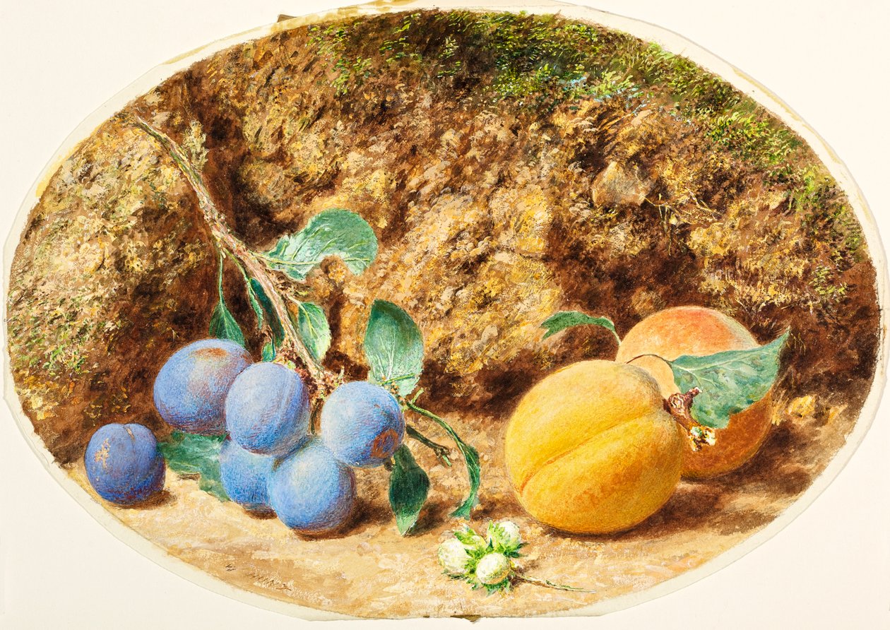 Mor Erikler, Kayısılar ve Fındıklar, 1860 dolayları by William Henry Hunt