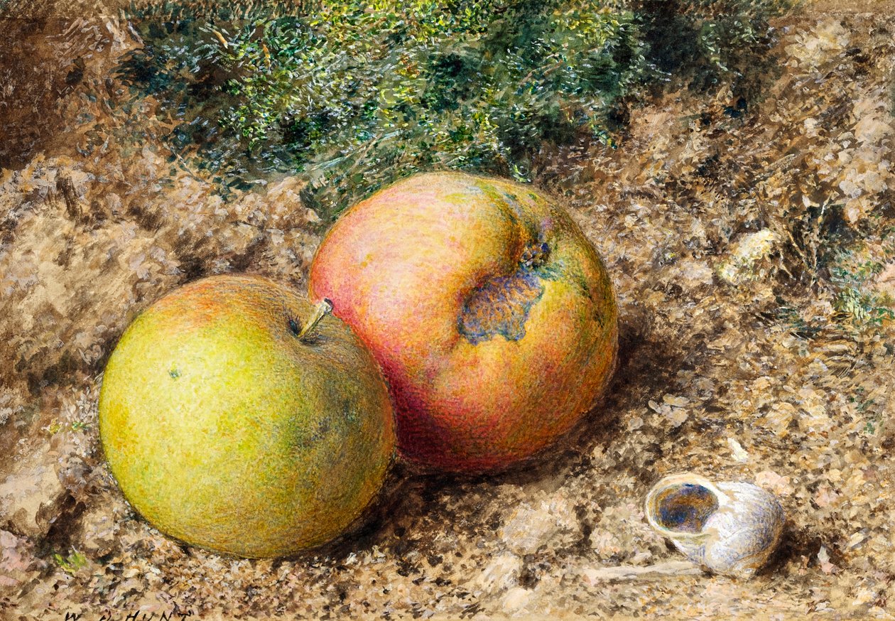İki elma ve salyangoz kabuğu ile natürmort by William Henry Hunt