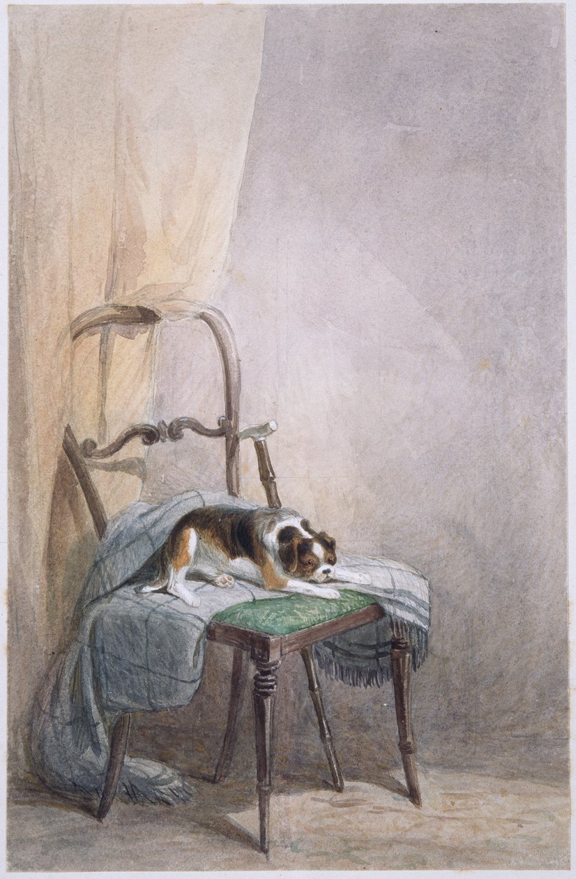 Sandalyedeki bir köpeğin incelenmesi (kağıt üzerine suluboya) by William Henry Hunt