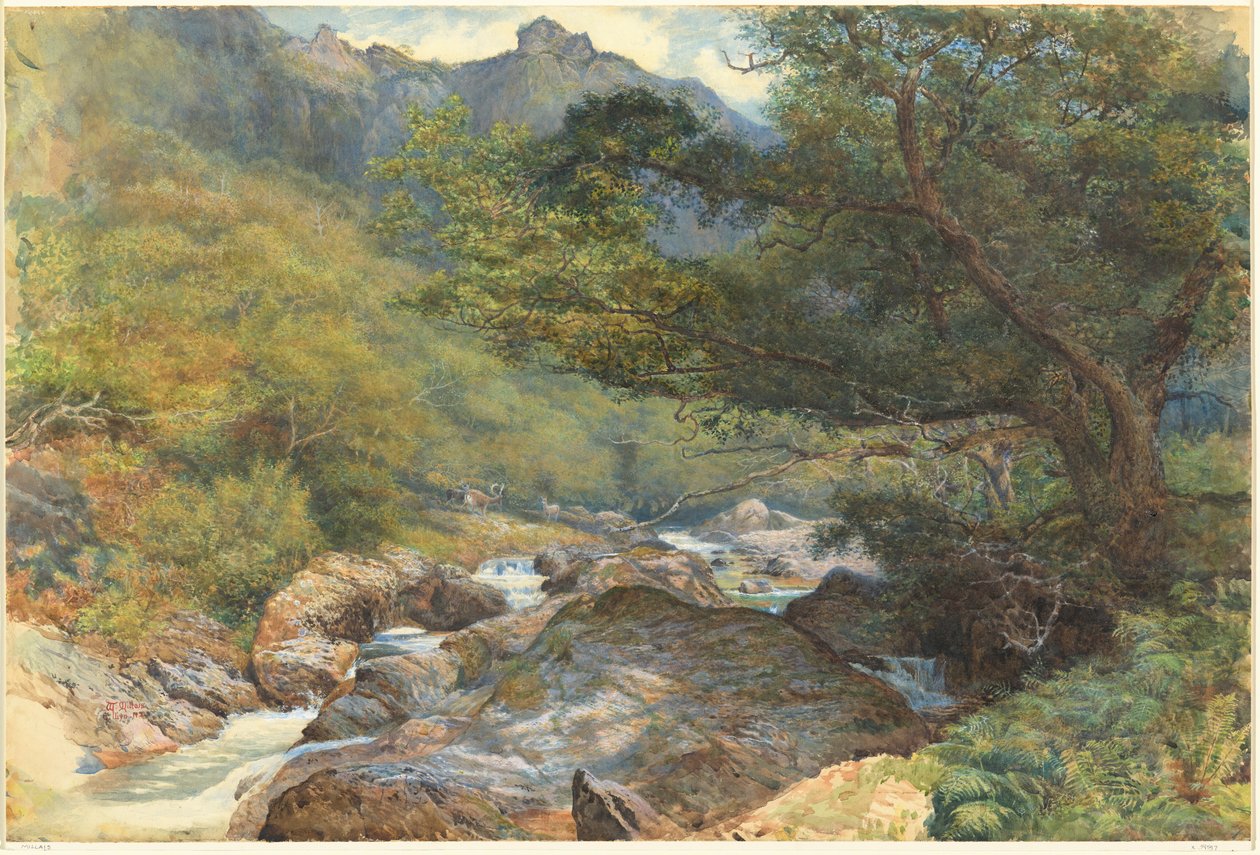 Doğu Lyn