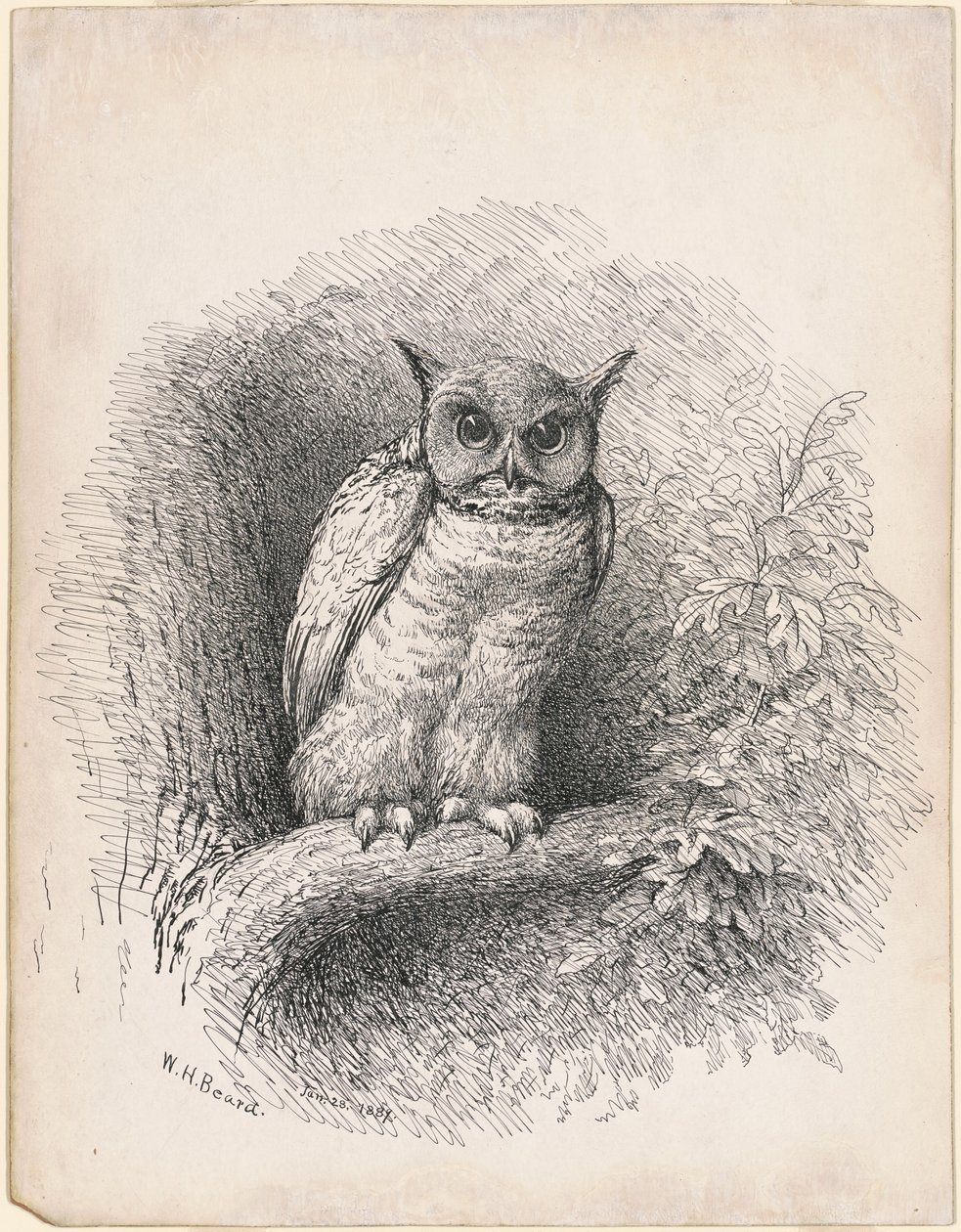 Baykuş by William Holbrook Beard