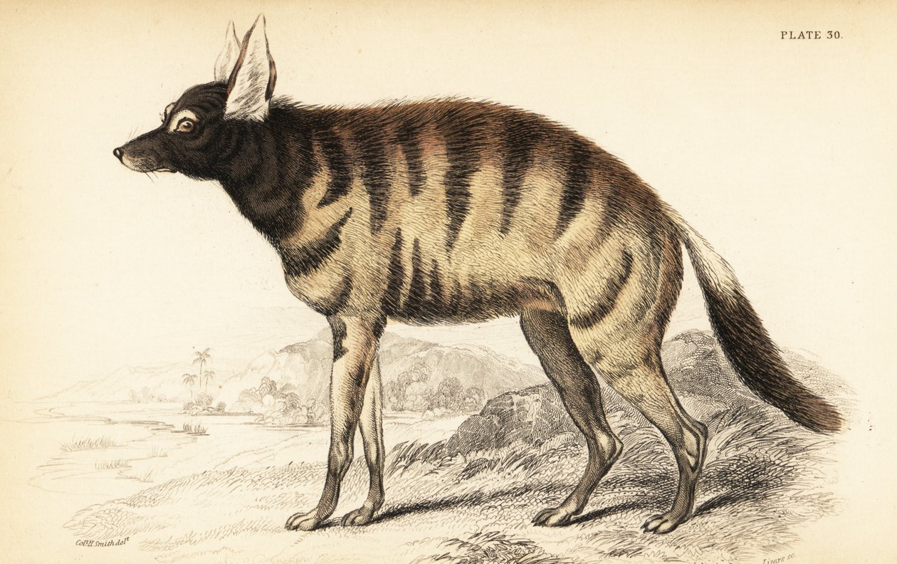 Aardwolf, Proteles cristata (Proteles lalandii, Carnivora hyaenoides) by William Home Lizars