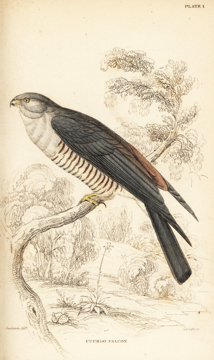 Afrika guguk kuşu veya guguk kuşu, Aviceda cuculoides by William Home Lizars