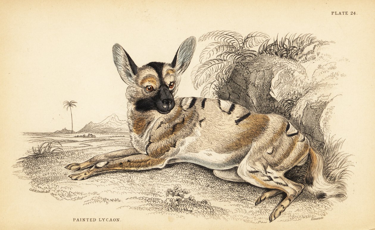 Afrika yaban köpeği, Lycaon pictus, nesli tükenmekte by William Home Lizars