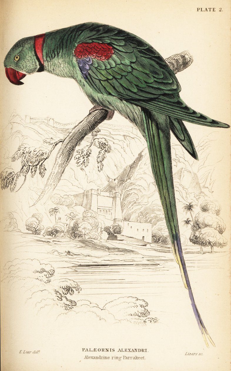 Alexandrine muhabbet kuşu veya Alexandrine papağanı, Psittacula eupatria by William Home Lizars