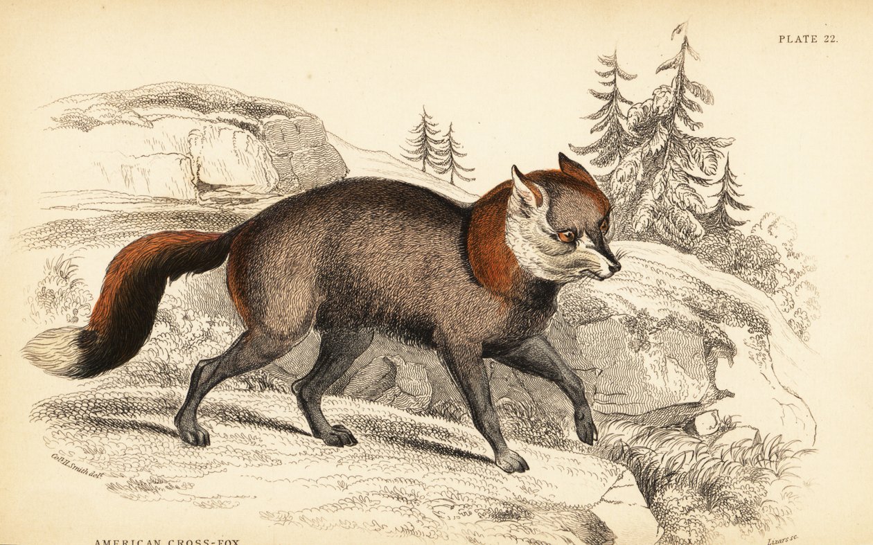 Amerikan çapraz tilki, Vulpes vulpes by William Home Lizars